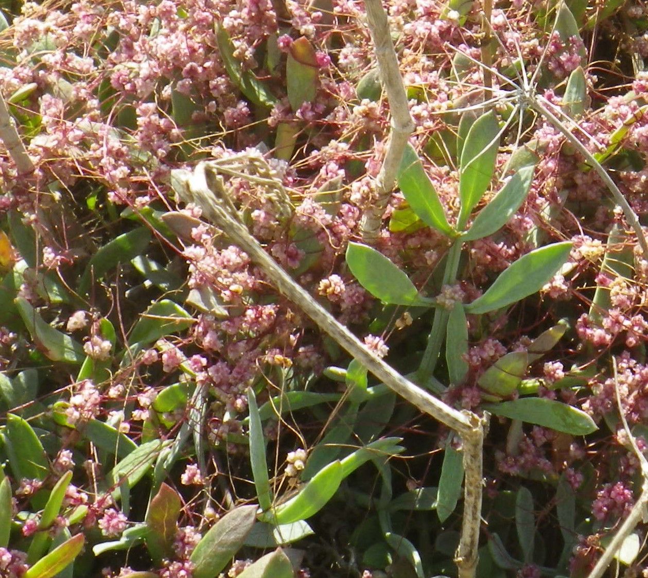 Cuscuta palaestina habit