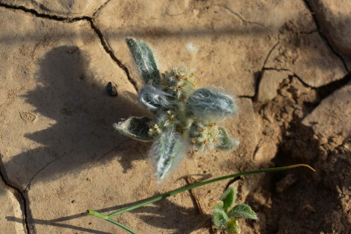 Plantago ciliata — search result for 'Plantago'