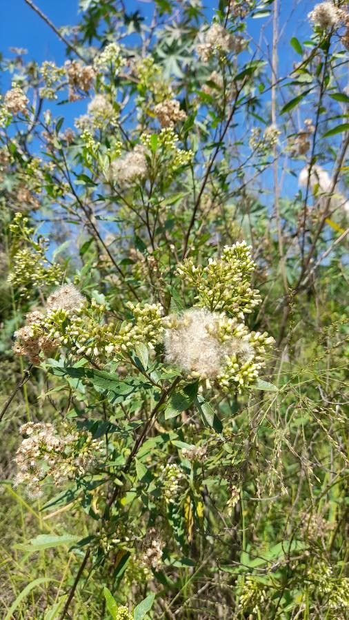 Baccharis salicina other