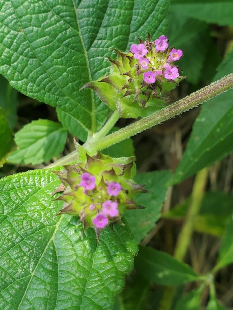 Lantana ukambensis flower