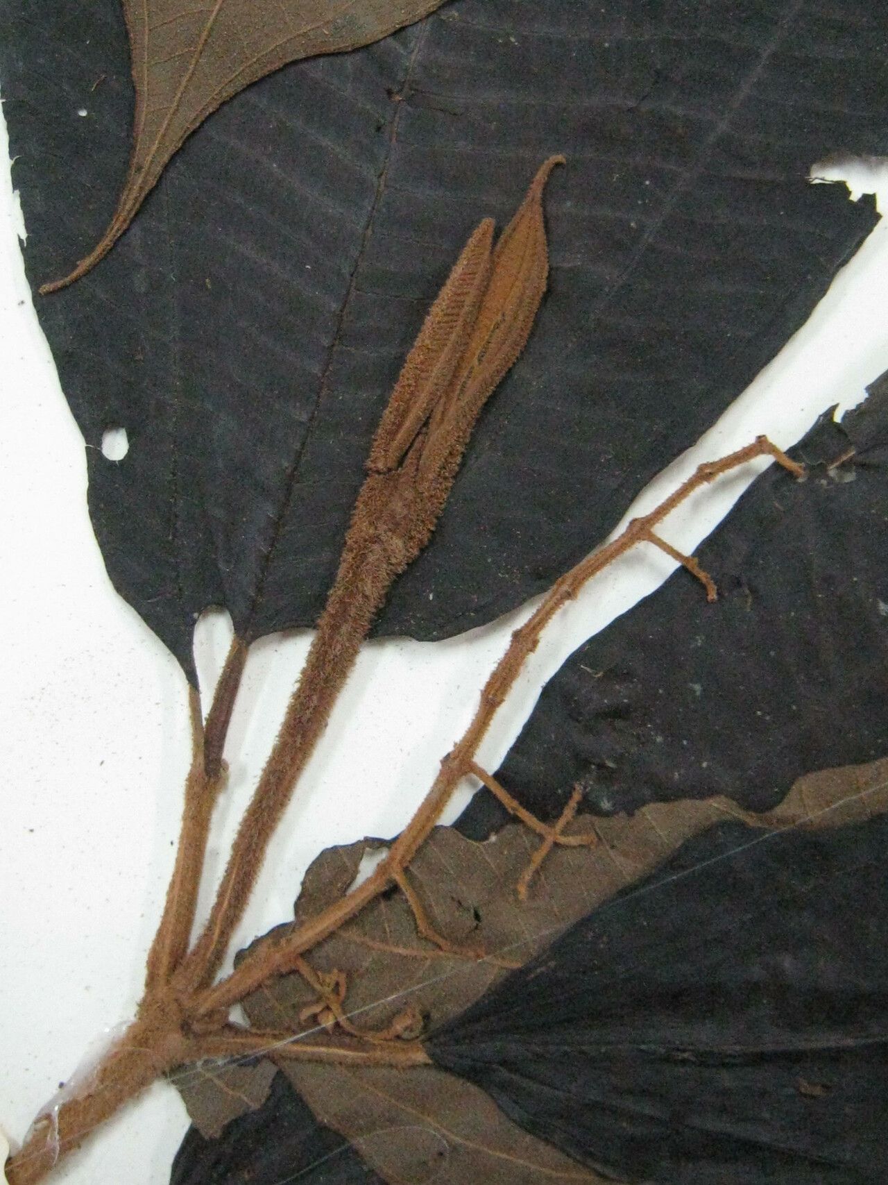 Miconia dispar — houseplant care guide