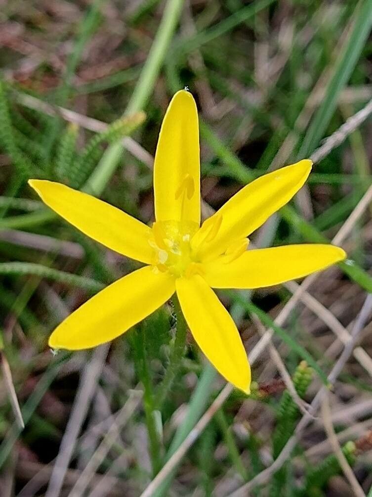 Hypoxis hygrometrica flower