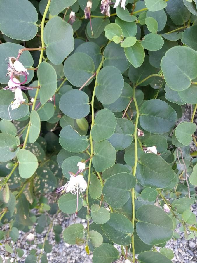 Capparis orientalis leaf