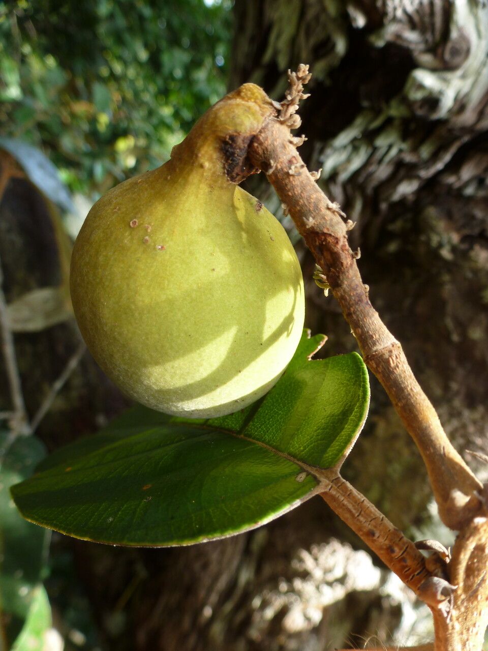 Licania alba fruit