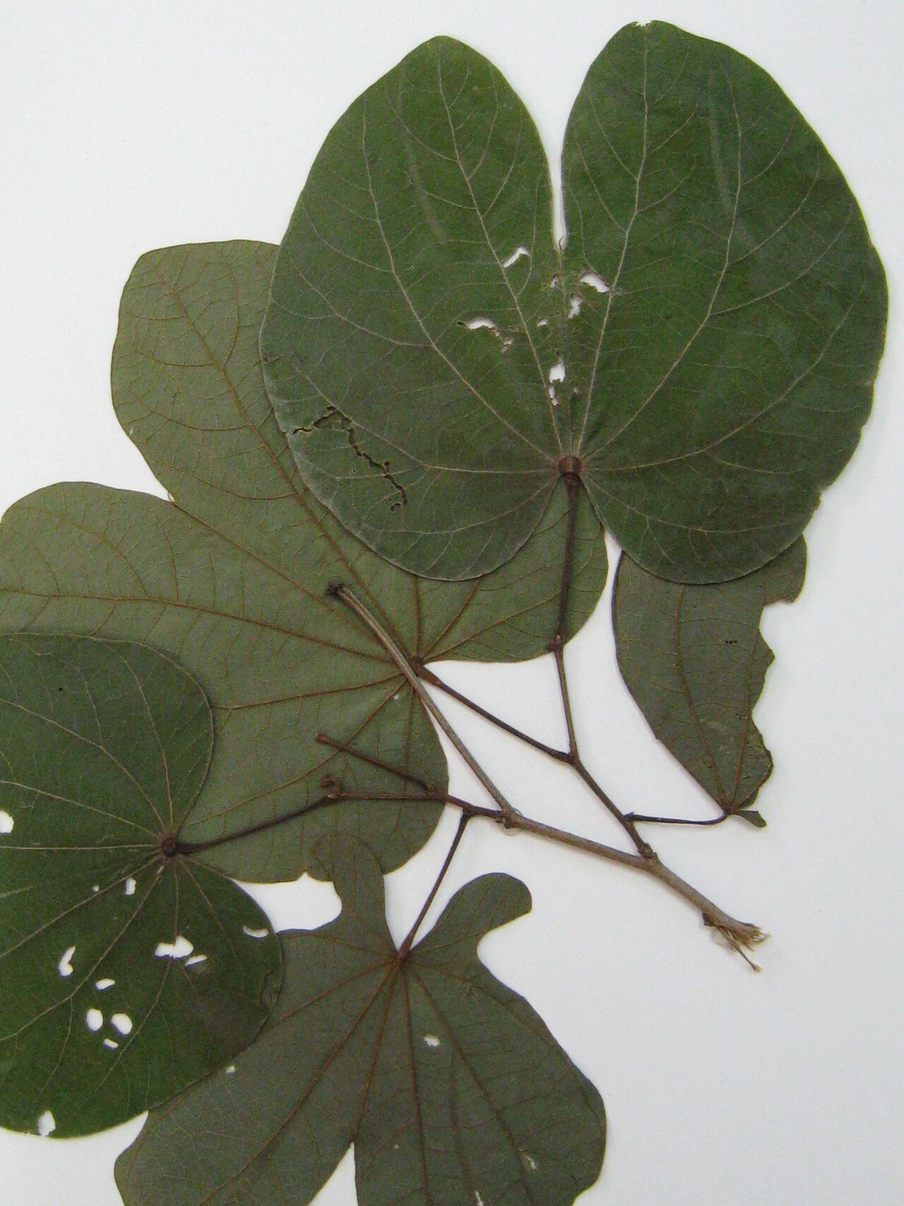 Bauhinia eilertsii other