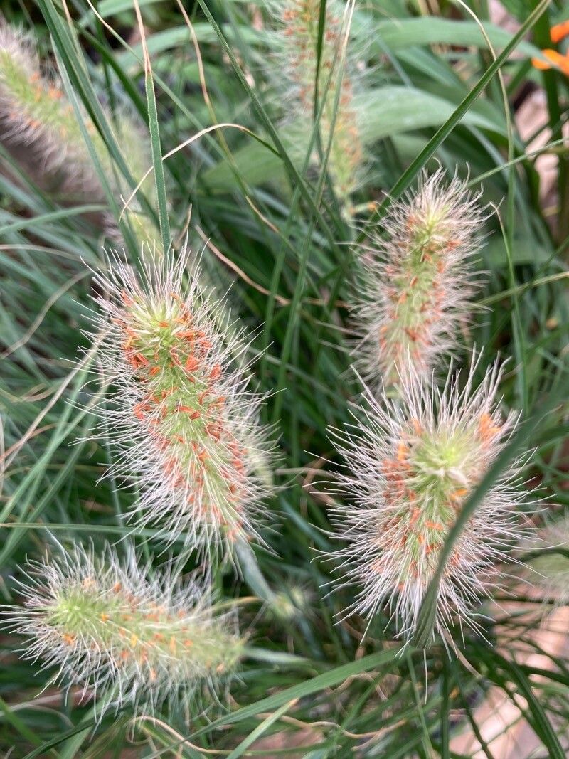 Pennisetum longistylum flower