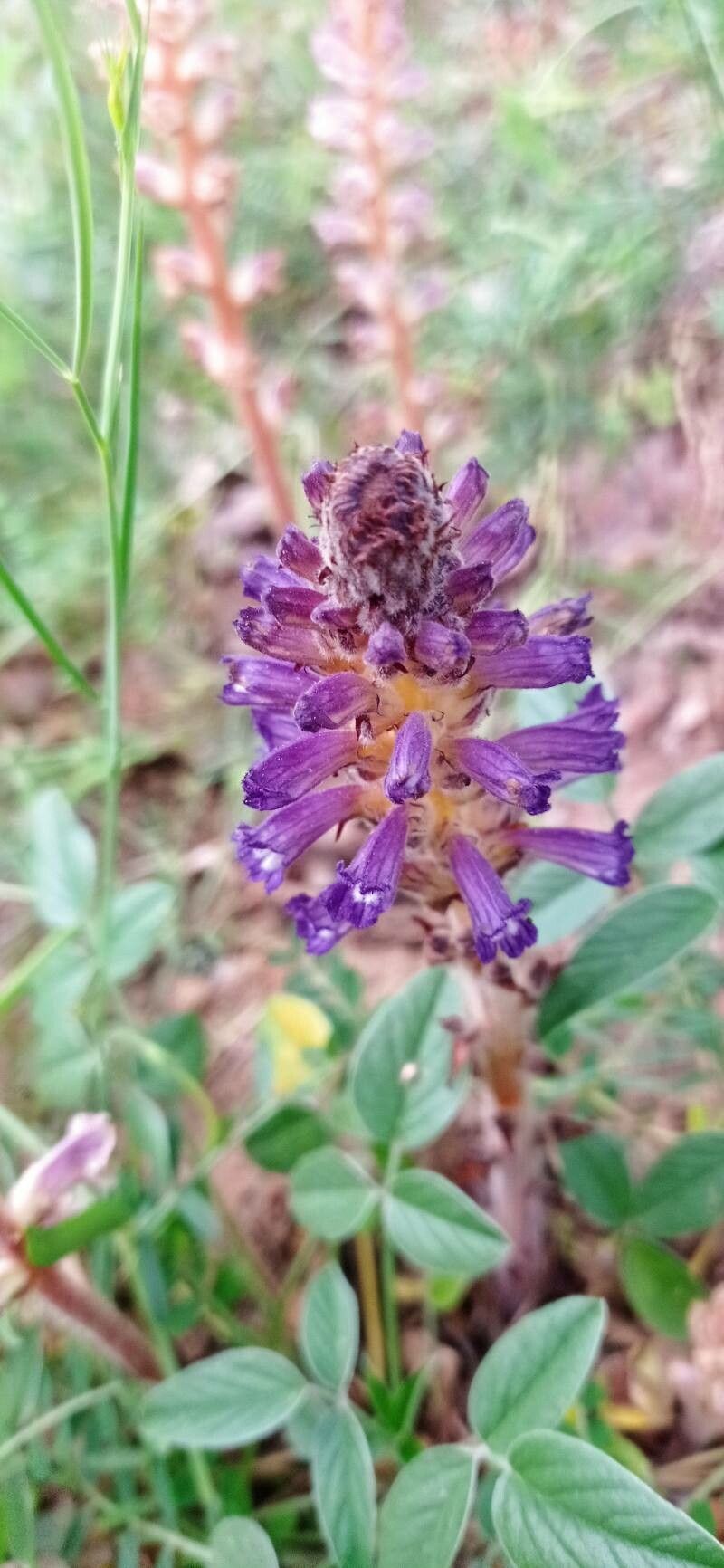 Orobanche lavandulacea — houseplant care guide