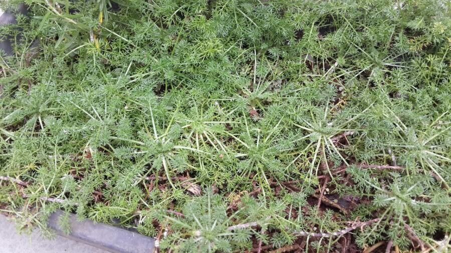 Matricaria matricarioides