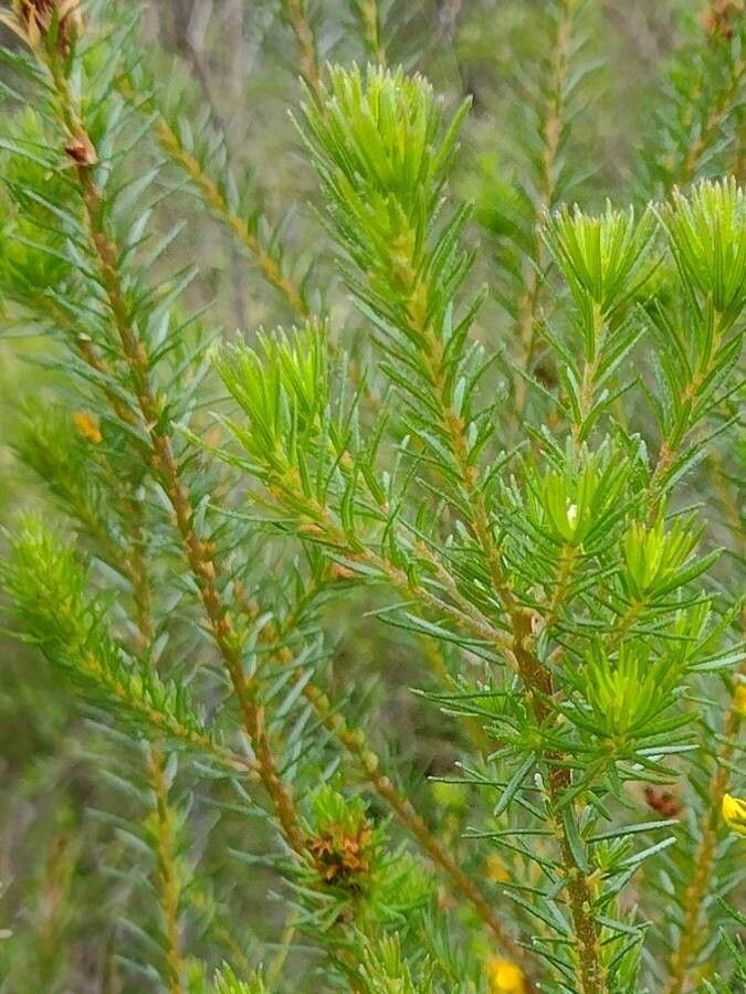 Phyllota phylicoides — houseplant care guide