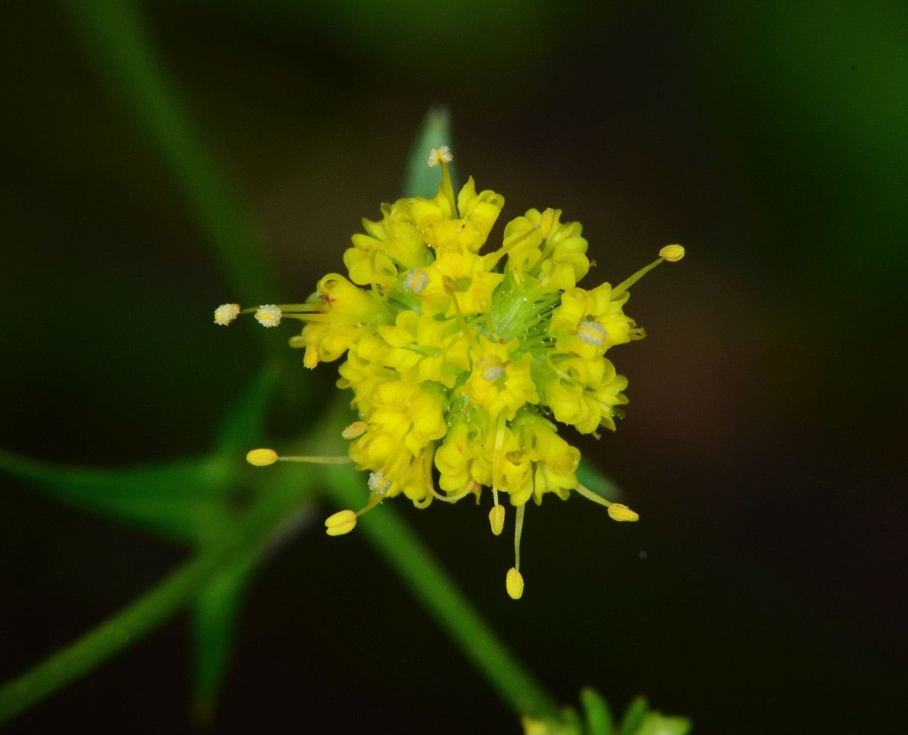 Sanicula laciniata flower
