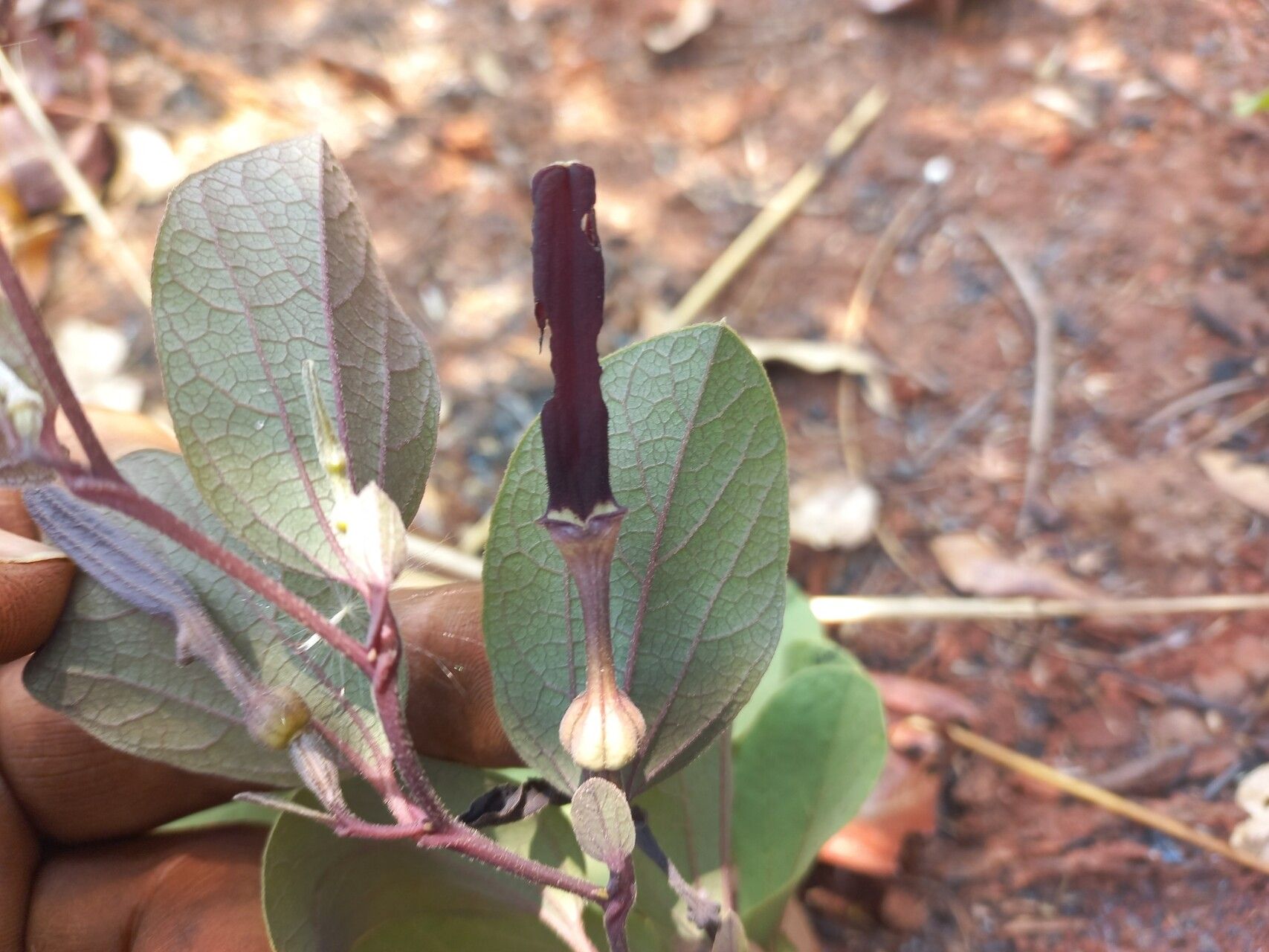 Aristolochia heppii flower