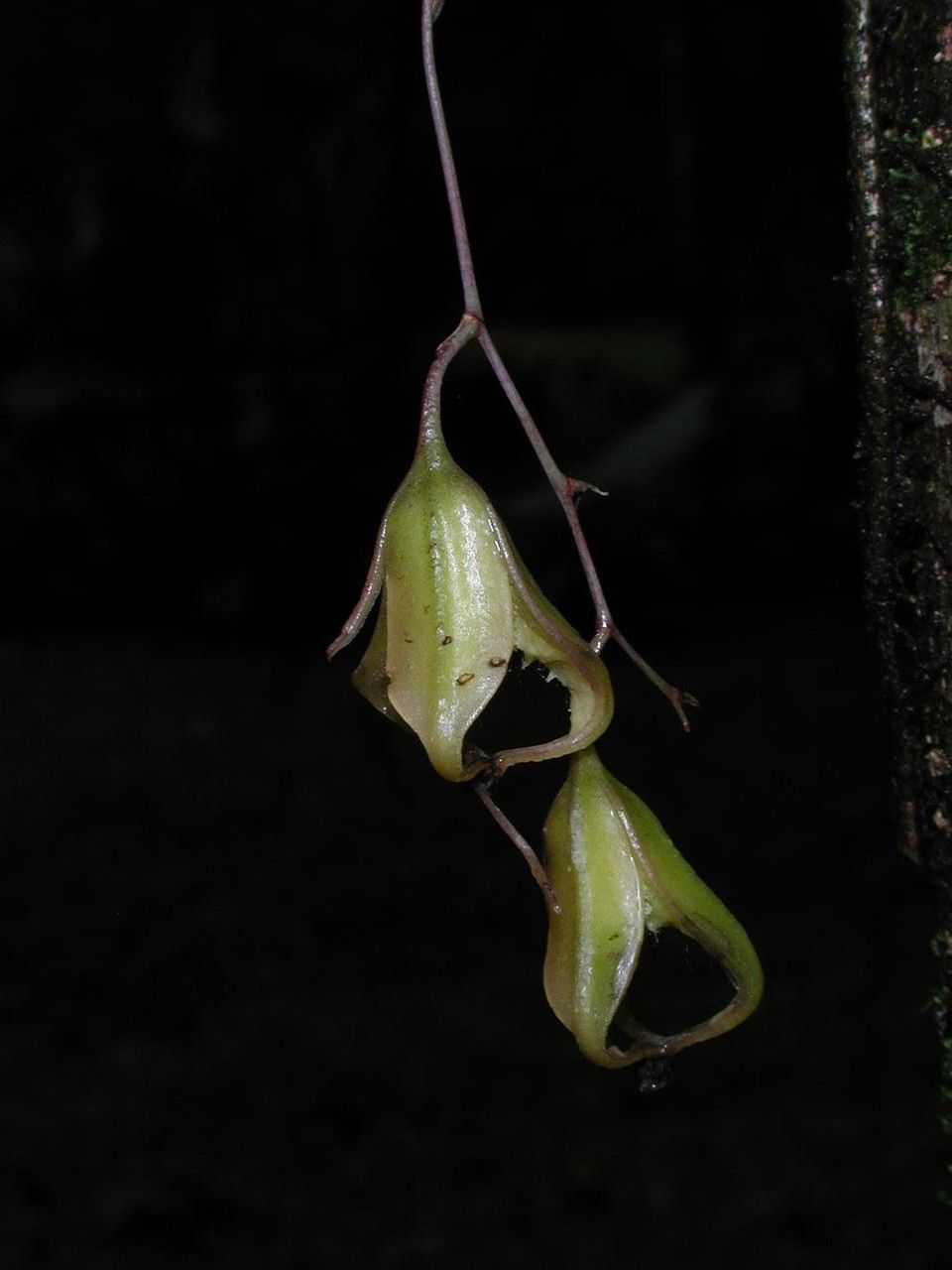 Leochilus labiatus fruit
