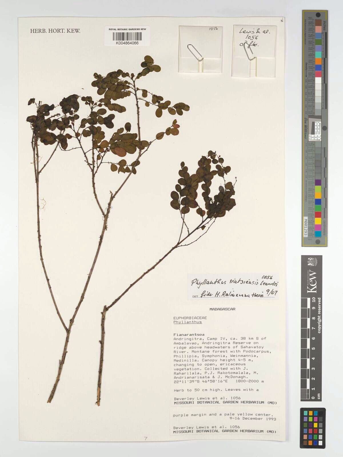 Phyllanthus iratsiensis — houseplant care guide