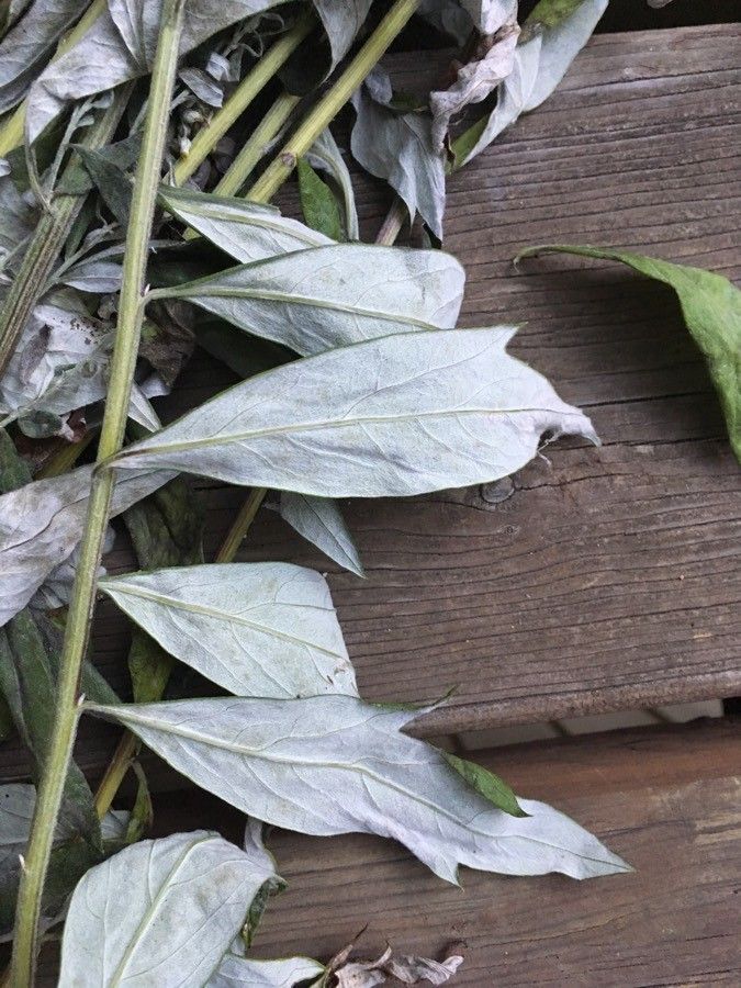Artemisia douglasiana — search result for 'Artemisia'