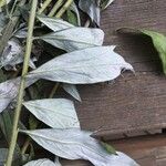 Artemisia douglasiana