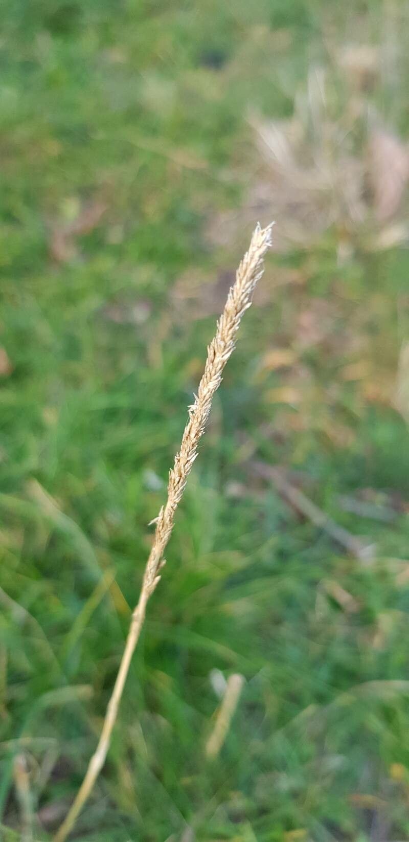 Sporobolus indicus fruit