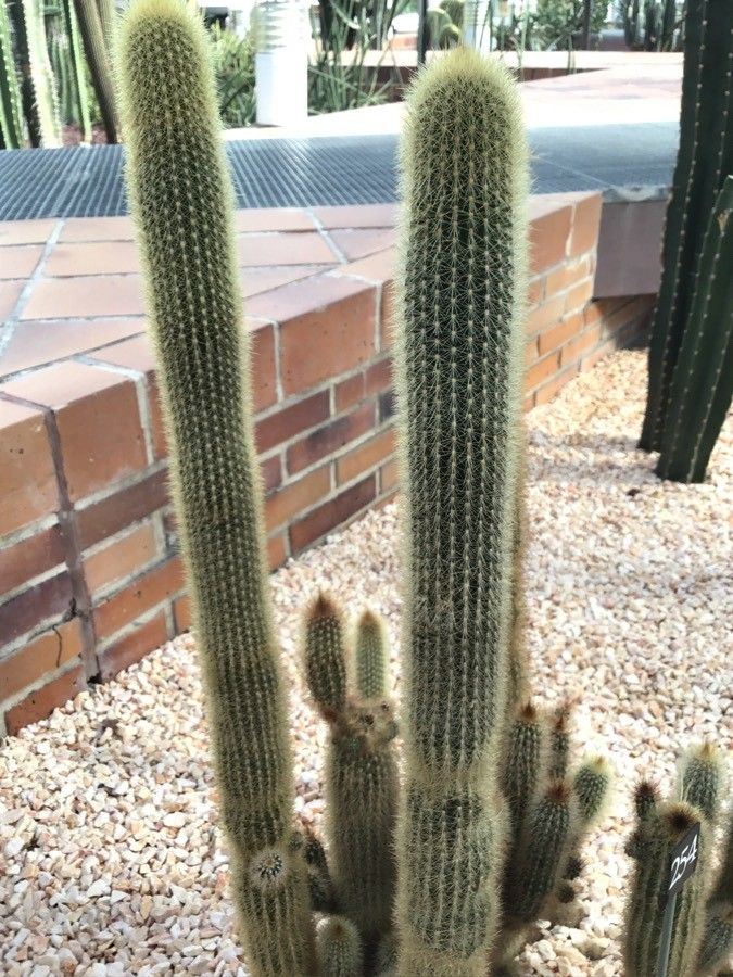Pilosocereus chrysostele leaf