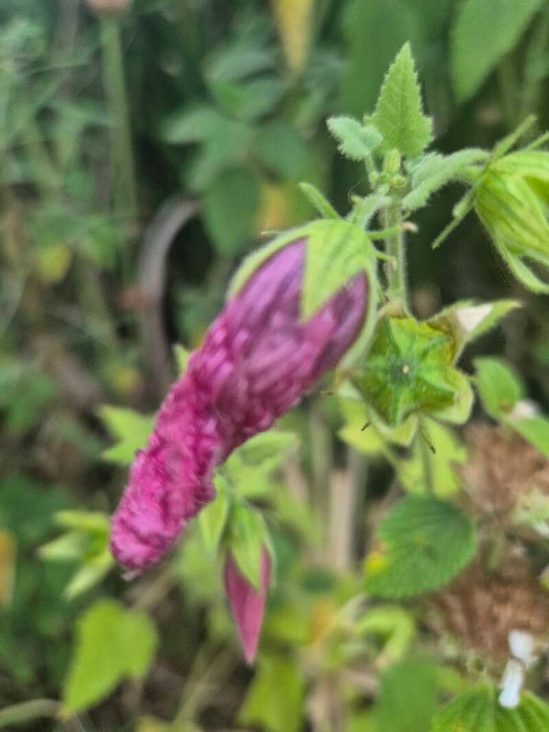Kosteletzkya adoensis flower