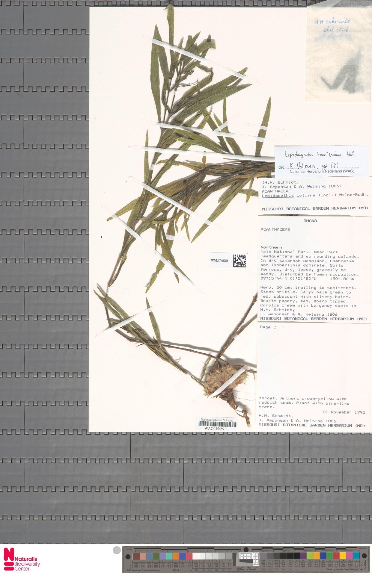 Lepidagathis hamiltoniana — houseplant care guide