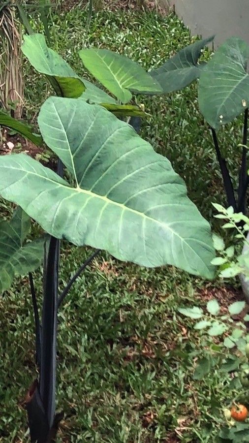 Colocasia gigantea leaf