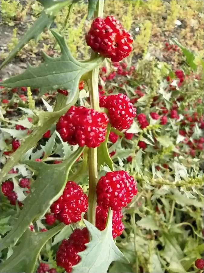 Chenopodium rubrum flower