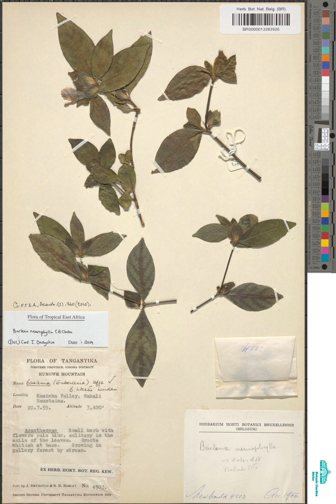 Barleria neurophylla — houseplant care guide