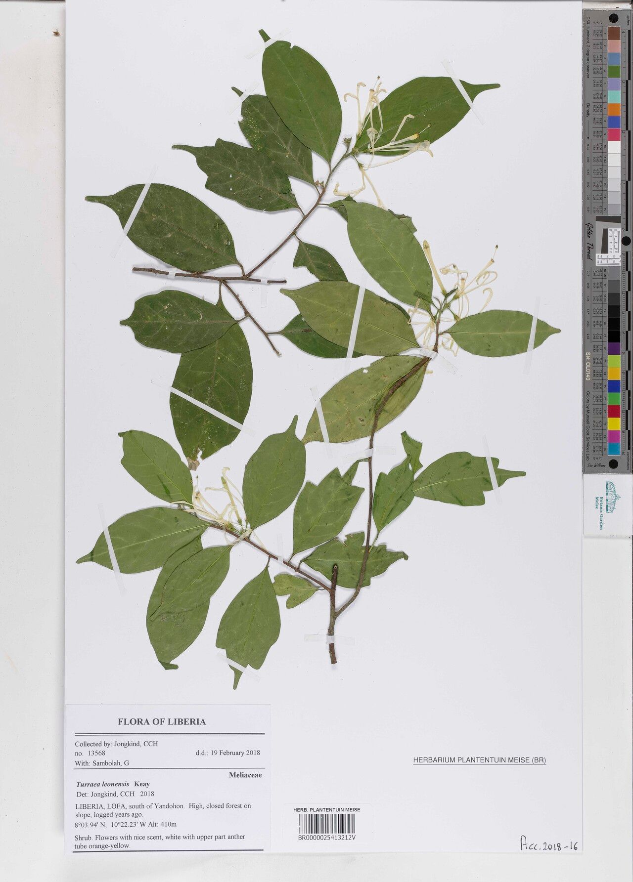 Turraea leonensis — houseplant care guide