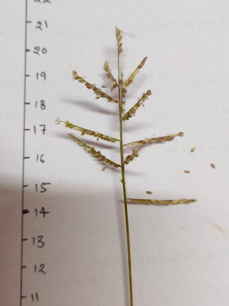 Urochloa reptans — search result for 'Panicum'