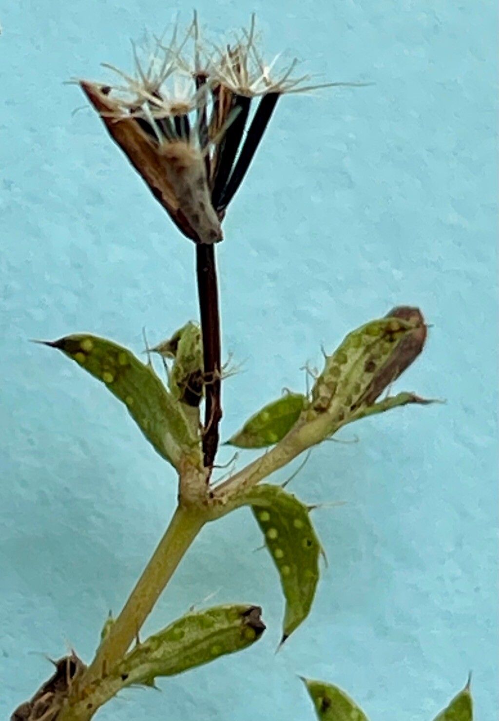 Pectis caymanensis leaf