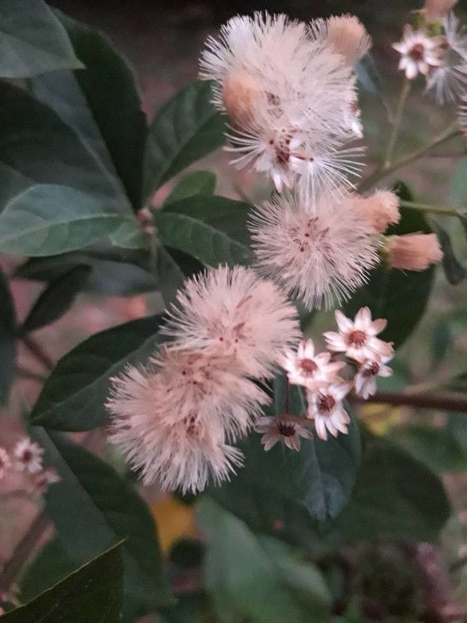 Vernonia amygdalina fruit