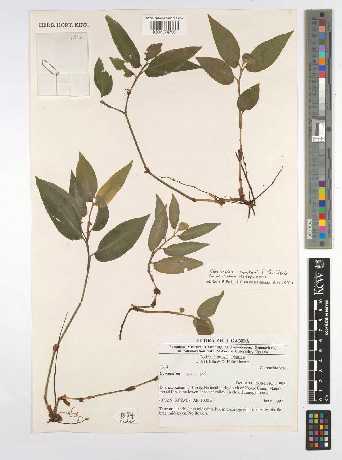 Commelina zenkeri — houseplant care guide