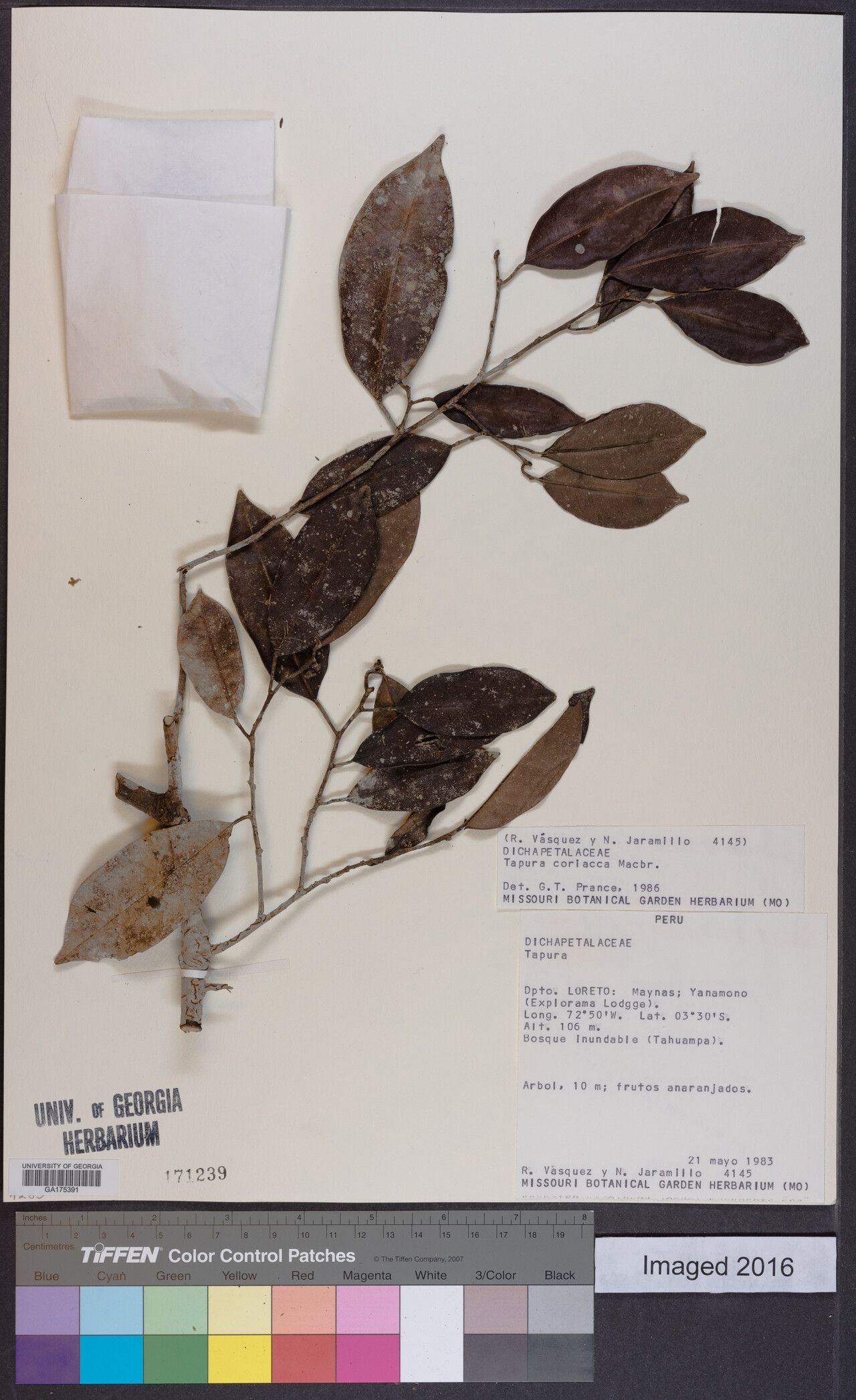 Tapura coriacea — houseplant care guide