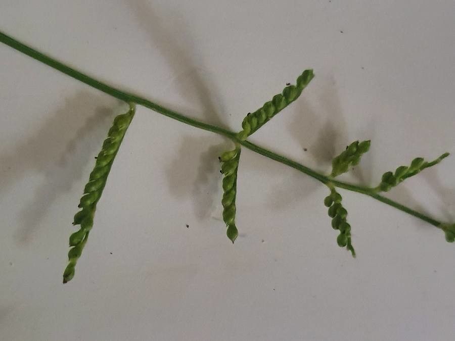 Brachiaria eruciformis fruit