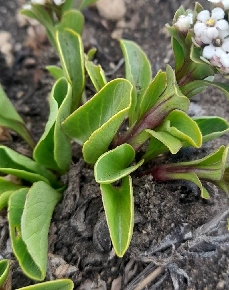 Valeriana boelckei — houseplant care guide