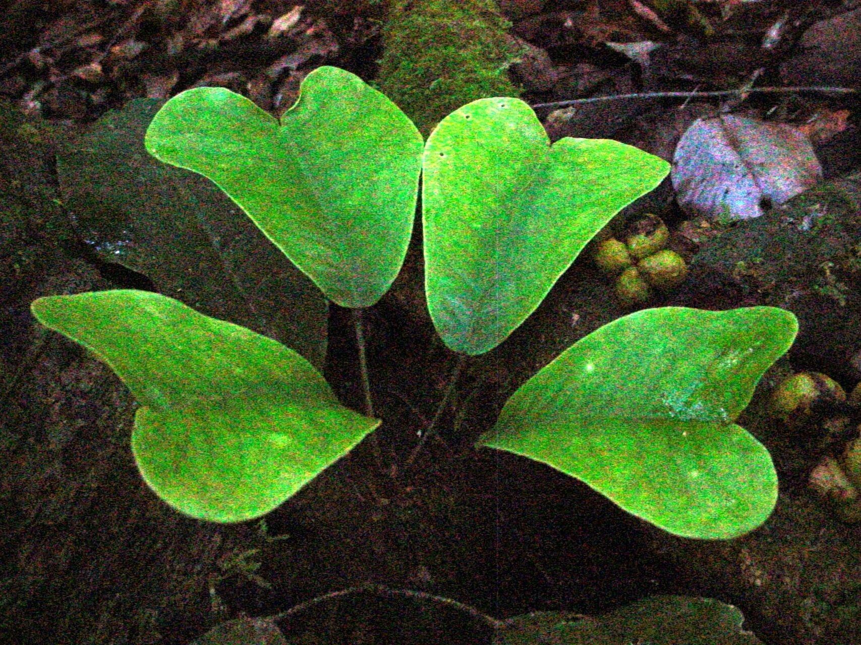 Sarcomelicope megistophylla leaf