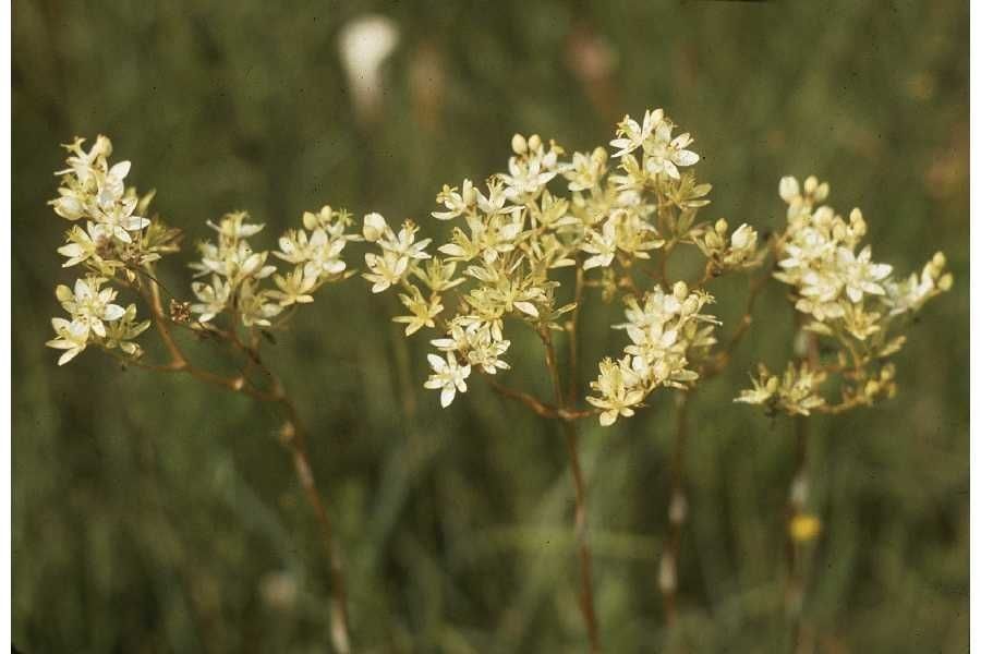 Zigadenus glaberrimus flower