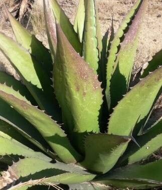 Agave oroensis — houseplant care guide