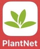 Boswellia serrata leaf