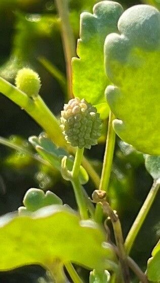 Halerpestes cymbalaria fruit
