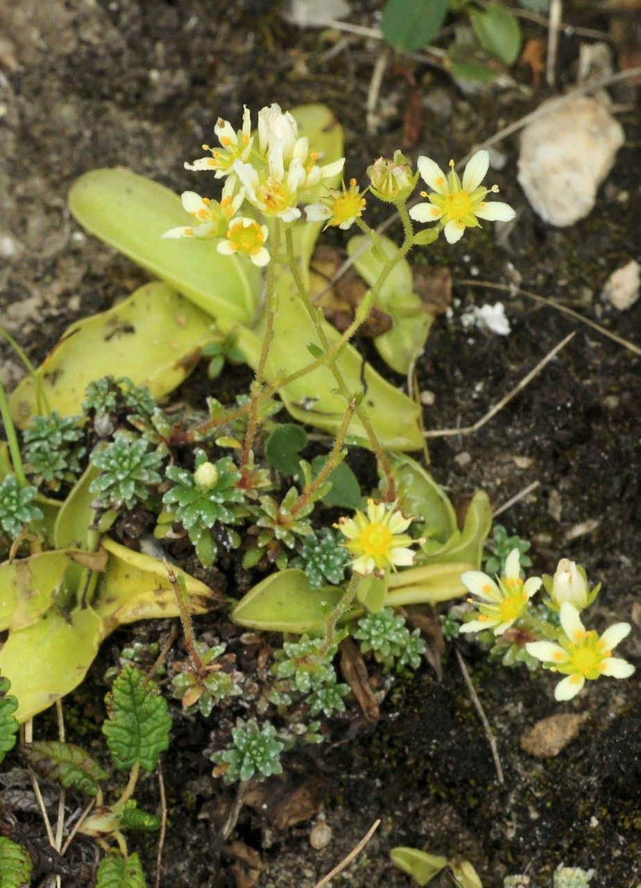 Saxifraga x patens — houseplant care guide