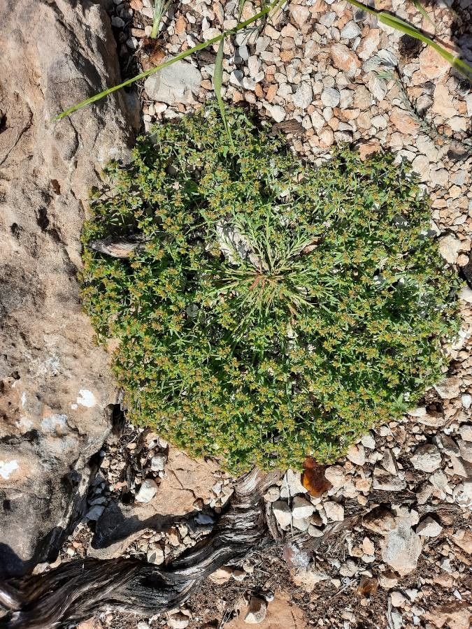 Euphorbia sulcata habit