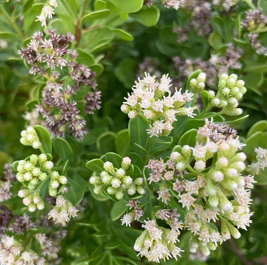 Baccharis dioica flower