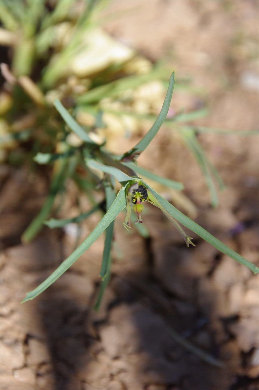 Euphorbia calyptrata flower