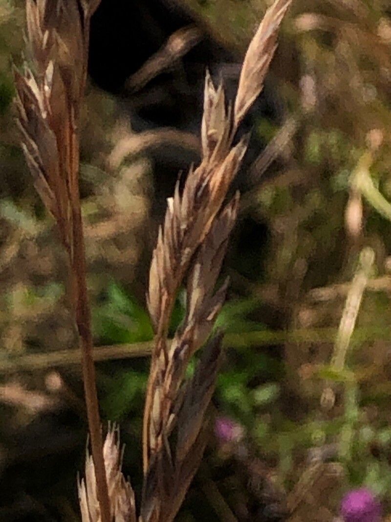 Lolium arundinaceum fruit