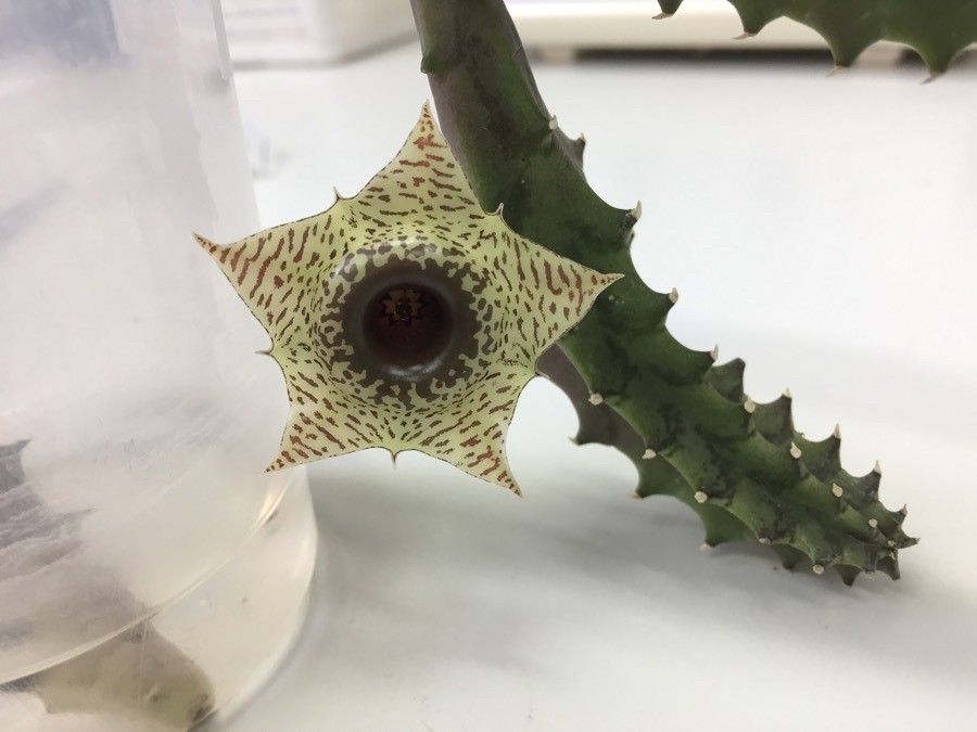 Huernia plowesii — search result for 'Huernia'