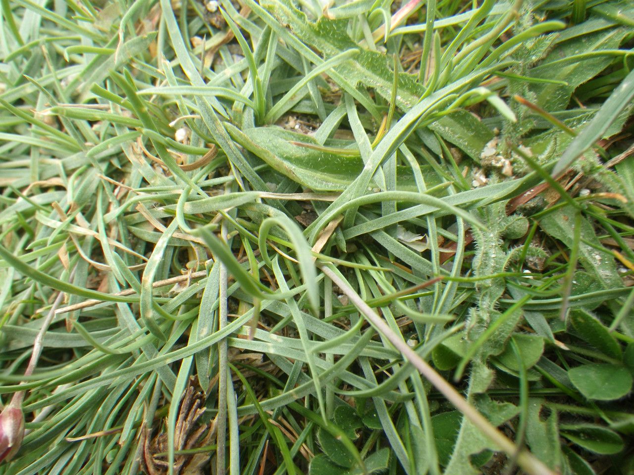 Armeria multiceps leaf