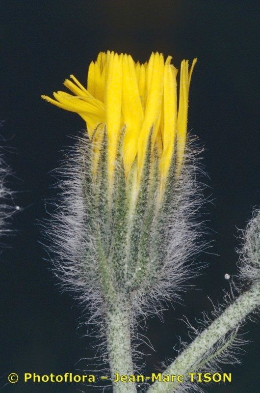 Hieracium monregalense flower