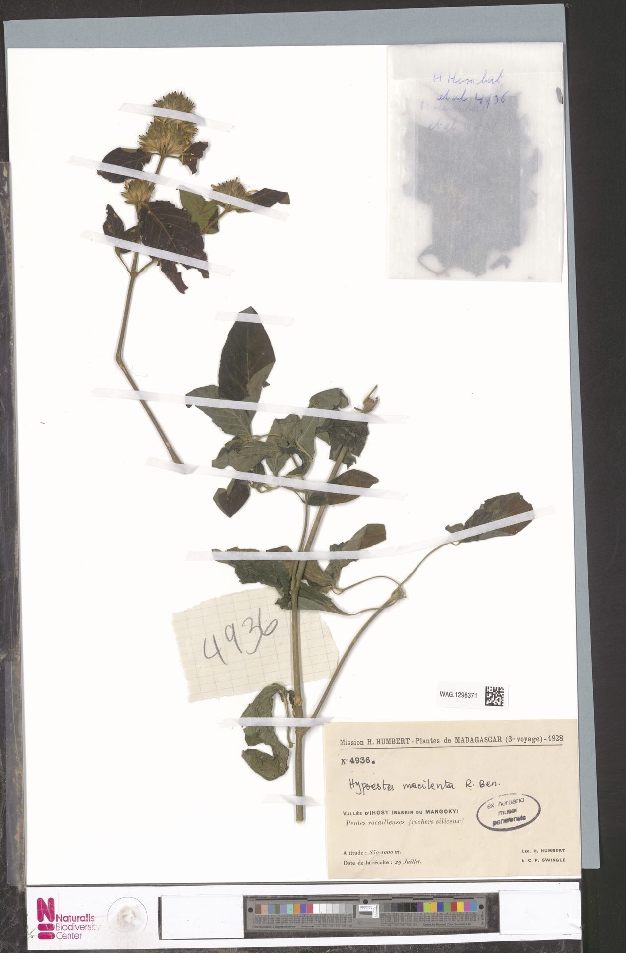 Hypoestes macilenta — houseplant care guide