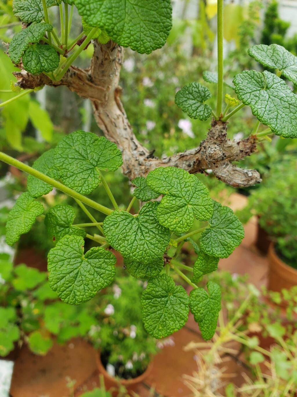 Pelargonium cotyledonis leaf