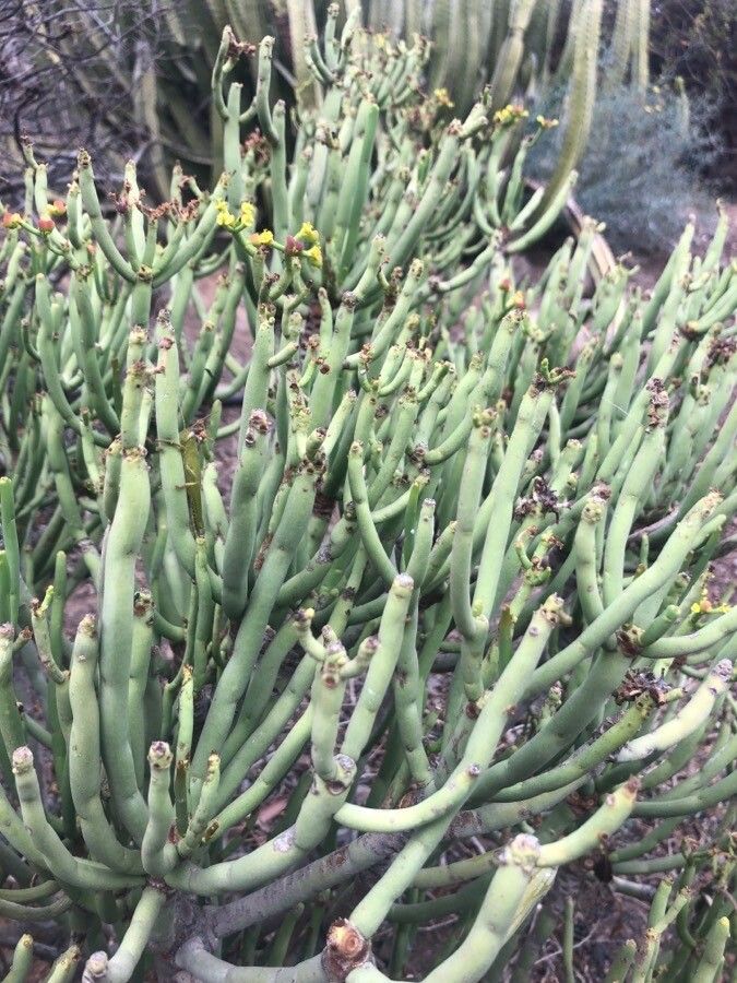 Euphorbia aphylla — search result for 'Canary Islands'